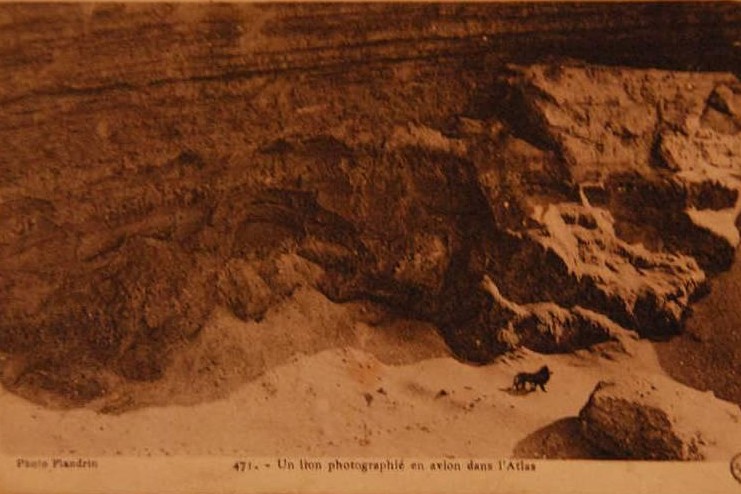Barbary Lion